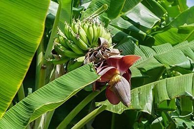 Darjeeling - Banane Musa sikkimensis 5+ Samen - Seeds Winterhart Gx 062