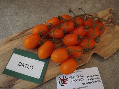 Datlo Tomate - Tomato 5+ Samen - Saatgut - Seeds - Gemüsesamen P 447