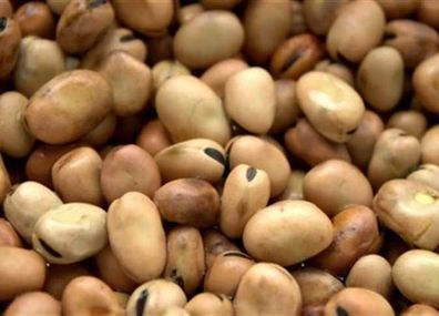 Egyptische Puffbohne - Vicia faba - Egyptian Fava Bean - 10+ Samen - H 007