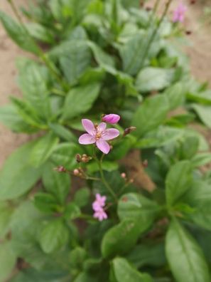 Erd-Ginseng - Talinum paniculatum - Jewels of Opar 50+ Samen - Seeds L 088