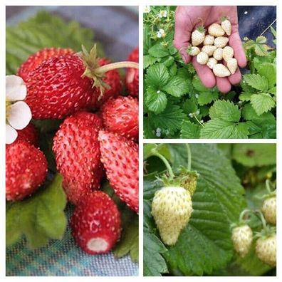 Erdbeere PAKET - Strawberry aus 3 Sorten - 30+ Samen - Immertragene SORTEN V 127