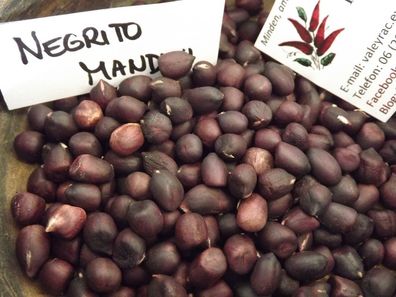 Erdnuss - Negrito Manduvi Peanut - 5+ Samen - Seeds - FEINE RARITäT! H 045