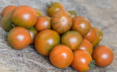Evil Olive Tomate - Tomato 5+ Samen - Saatgut - Seeds - Graines P 335
