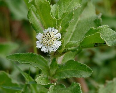 Falsches Gänseblümchen - Eclipta prostrata - False Daisy 25+ Samen - Seeds E 249