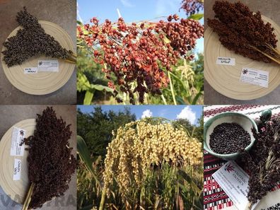 Farbige Mohrenhirse - Sorghum 6 Sorten 150+ Samen - FREE Shipping V 166