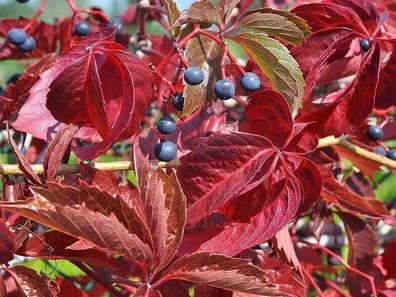 Fünflappiger Wilder Wein - Parthenocissus quinquefolia - 25+ Samen - E 114