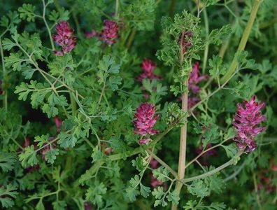 Gewöhnliche Erdrauch - Fumaria officinalis - Common Fumitory 200+ Samen E 170