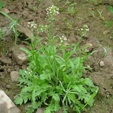 Gewöhnliche Hirtentäschel - Capsella bursa-pastoris 3000+ Samen - Seeds E 009