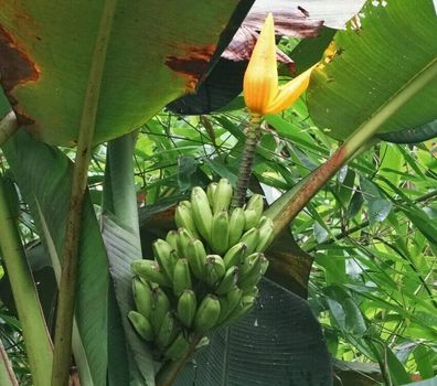 Goldene Banane - Musa aurantiaca 3+ Samen - Seeds - Graines Gx 080