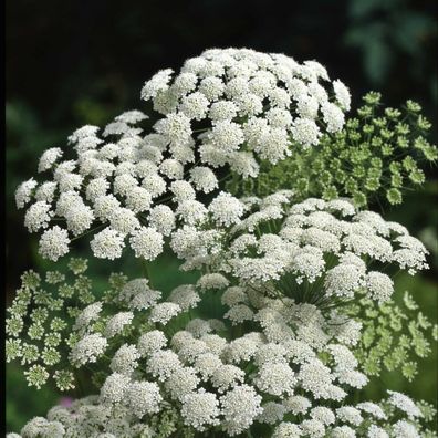 Grosse Knorpelmöhre - Ammi majus - Queen Anne´s lace 100+ Samen - Seeds Z 023