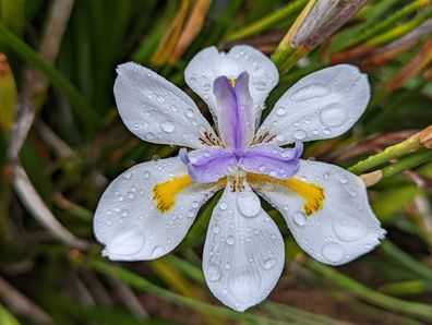 Grosse Wildiris - Dietes grandiflora - African iris - Fairy iris - 10+ Samen Z 112