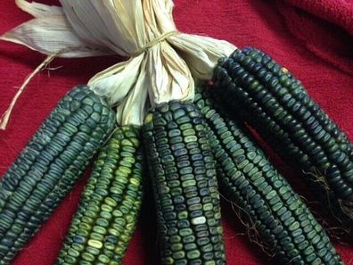 Grüner Mais - Oaxacan Green 10+ Samen - Seeds - Besonders und FEIN! Zm 068