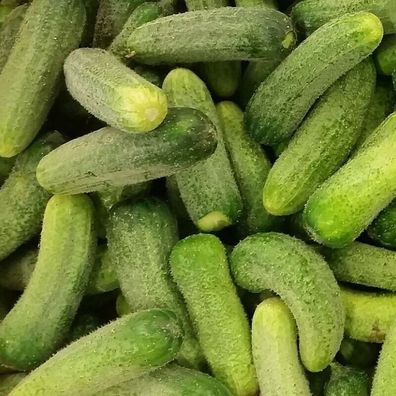 Gurke Vert Petit de Paris Cucumber 10+ Samen - Saatgut - Seeds - Graines Cu 033