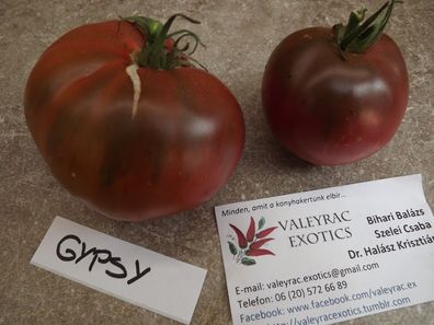 Gypsy - Zigeuner Tomate - Tomato 5+ Samen - Saatgut - Mahagonirot P 439