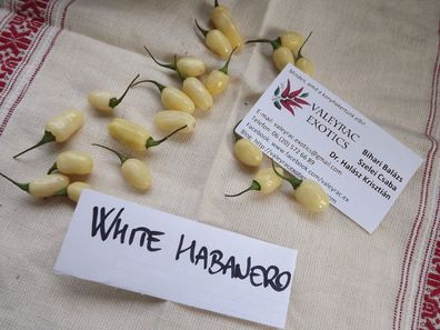 Habanero White Chili- 5+ Samen - Seeds Exotisch und SCHARF Ch 018