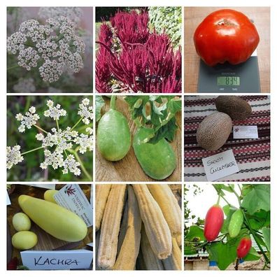 Hausgarten PAKET AUS INDIEN - aus 9 Sorten 255+ Samen Luffa Gurke Tomate V 125