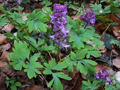 Hohle Lerchensporn - Corydalis cava - Holewort 25+ Samen - Seeds - Graines E 185