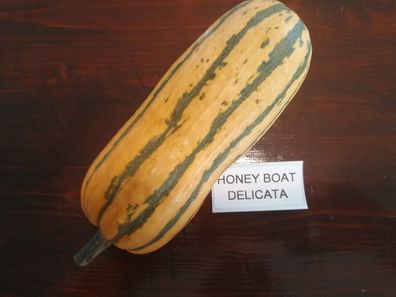 Honey Boat Delicata Kürbis - Squash 10+ Samen - Saatgut - Seeds - Graines C 038
