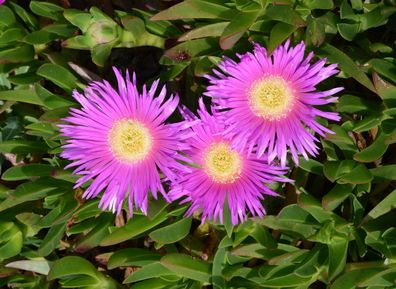 Hottentottenfeige - Hottentot Fig - Carpobrotus deliciosus 5+ Samen Gx 048