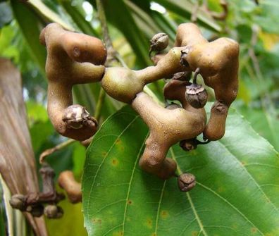 Japanischer Rosinenbaum - Hovenia dulcis - Raisin tree - 10+ Samen - Seeds G 073