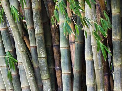 Kalkuttabambus - Eisenbambus - Dendrocalamus strictus - Calcutta bamboo 10+ Samen