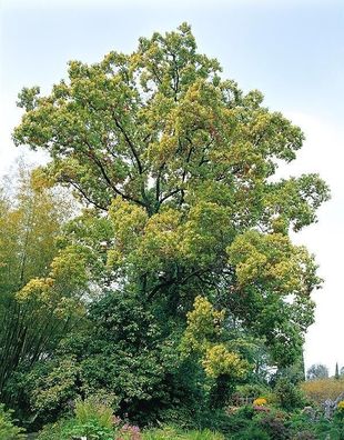 Kampferbaum - Cinnamomum camphora - Camphor tree 5+ Samen - Seeds Graines F 183