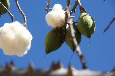 Kapokbaum - Wollbaum - Ceiba pentandra - Cotton tree 5+ Samen - Seeds W 176