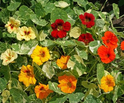 Kapuzinerkresse Alaska Mix - Tropaeolum majus - Nasturtium - 5+ Samen Ed 016