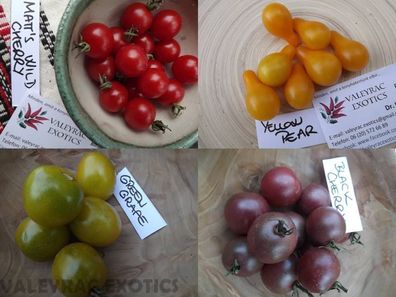 Kirschtomaten Paket aus 4 Sorten - Cherry Tomato - 30+ Samen - Süße V 154!