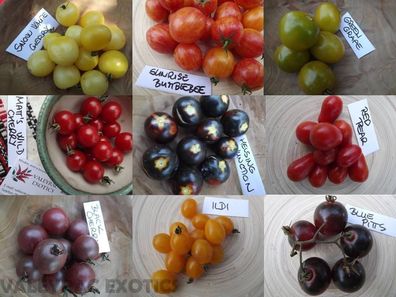Kirschtomaten Paket aus 9 Sorten - Cherry Tomato - 45+ Samen - AKTION! V 171