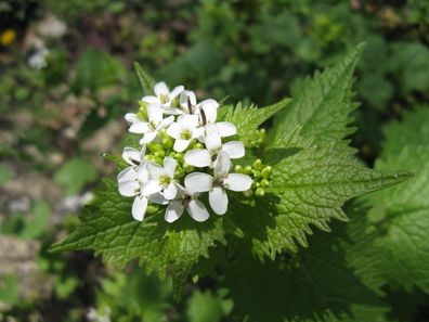 Knoblauchsrauke - Lauckraut - Garlic Mustard - 50+ Samen Ertragreich! E 021