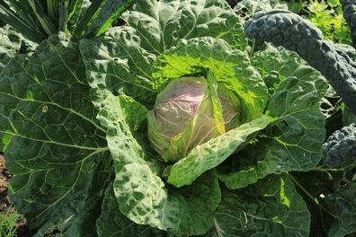 Kohl Wirsing San Michele Savoy Cabbage 25+ Samen - Seeds - Graines B 110