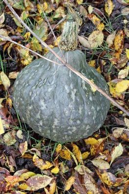 Kürbis Mini Green Hubbard - Squash - Pumpkin 5+ Samen - Seeds - Graines C 055