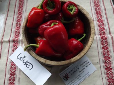 Leutschauer Paprika Chili - L?csei - 5+ Samen - Ungarische Rarität! Ch 092