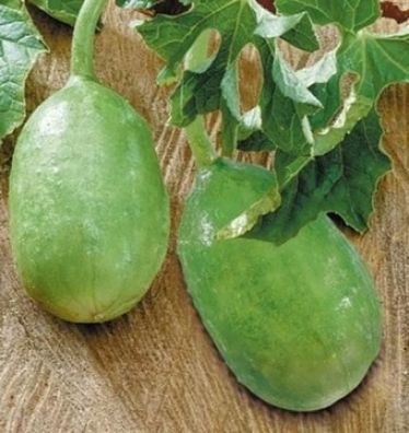 Liso Calcutta Gurken 10+ Samen - Seeds - Graines - Besonders und FEIN! Cu 004