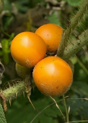 Lulo - Quitorange - Solanum quitoense - Naranjilla 10+ Samen - Seeds So 075