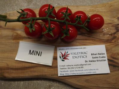 Mini Tomate aus Russland - Tomato 10+ Samen - Saatgut - Seeds - Graines P 304