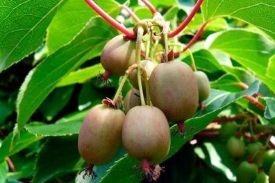 Mini-Kiwi - Actinidia arguta - Hardy Kiwi - 10+ Samen - Seeds - Winterhart G 056