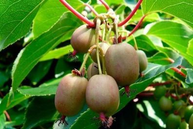 Mini-Kiwi - Actinidia arguta - Hardy Kiwi - 20+ Samen - Seeds - Winterhart G 056