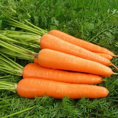 Möhre Kuroda Carrot - japanische Karotten 200+ Samen - Wärme Kältetoleranz R 138