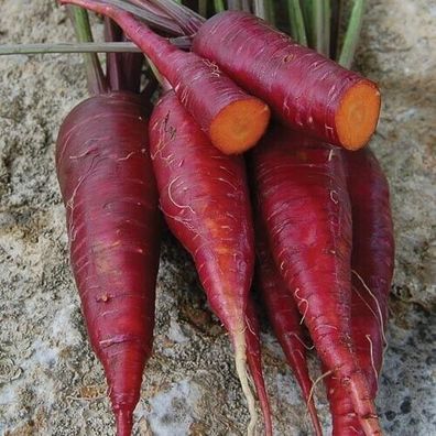 Möhre Violette Drache aus den USA - Purple Carrot - Karotten 100+ Samen R 148