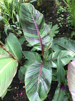 Musa sikkimensis Manipur 3+ Samen - Seeds - Graines - winterharte Banane Gx 081