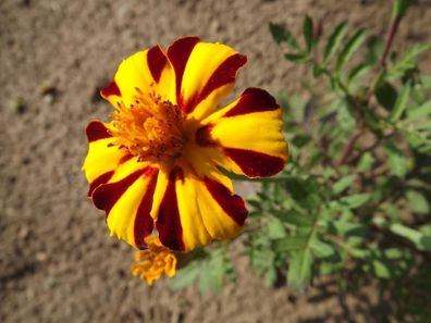 Niedrige Studentenblume Harlekin Marigold Tagetes patula 25+ Samen Seeds Ed 061