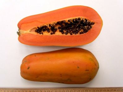 Nila Papaya aus Thailand 5+ Samen - Saatgut - Seeds Graines Exotisch Obst Gx 043