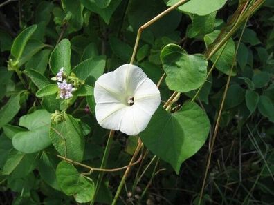 Obskure Prunkwinde - Afrikanische weisse - Ipomoea obscura 5+ Samen K 024