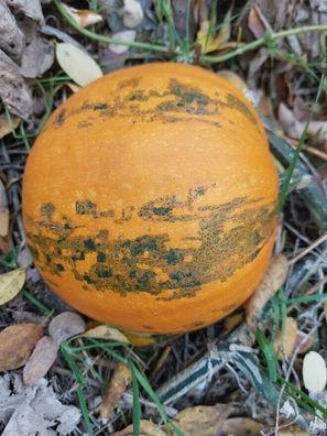 Ölkürbis Kakai Hulless Pumpkin 5+ Samen - Seeds - ertragreiche Sorte C 078