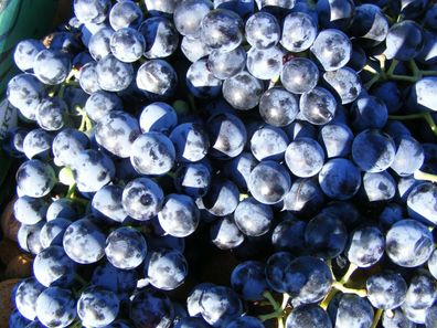 Othello Rebsorte - Grapes - Trauben 25+ Samen - Saatgut - Seeds - Graines G 088