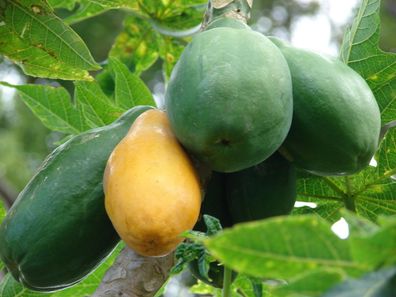 Papaya - Melonenbaum - 5+ Samen - Seeds - Graines - Schnell und SÜß! Gx 007
