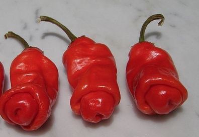 Peter Pepper Red Chili 5+ Samen - Saatgut - Seeds - Gemüsesamen Ch 148