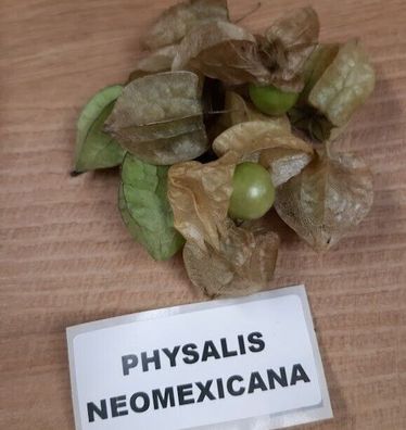 Physalis neomexicana Blasenkirsche aus New Mexico Ground Cherry 20+ Samen So 086